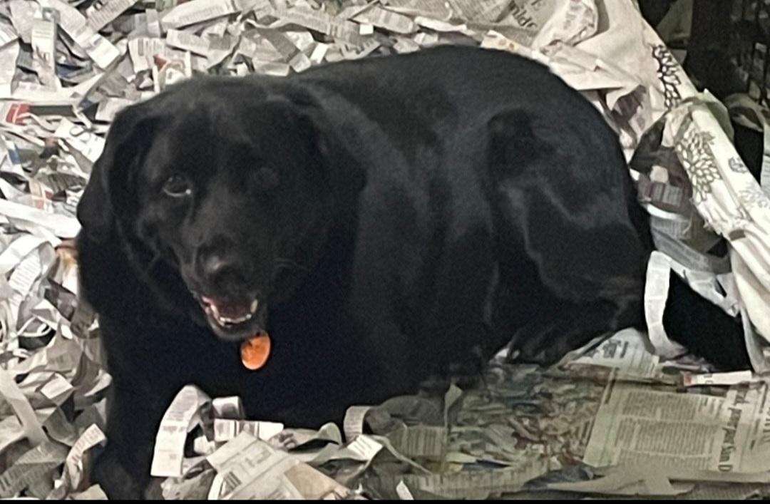 Bear, an adoptable Black Labrador Retriever in Billings, MT, 59101 | Photo Image 1