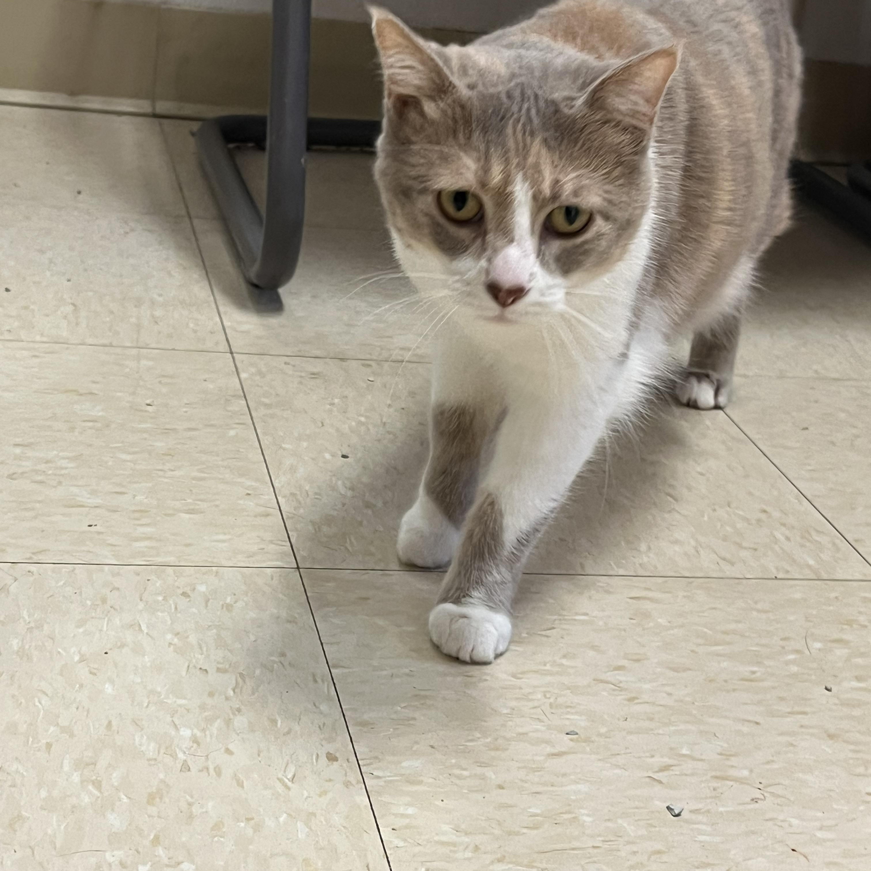 Veronica, Adoptable, Adult Female Domestic Short Hair.