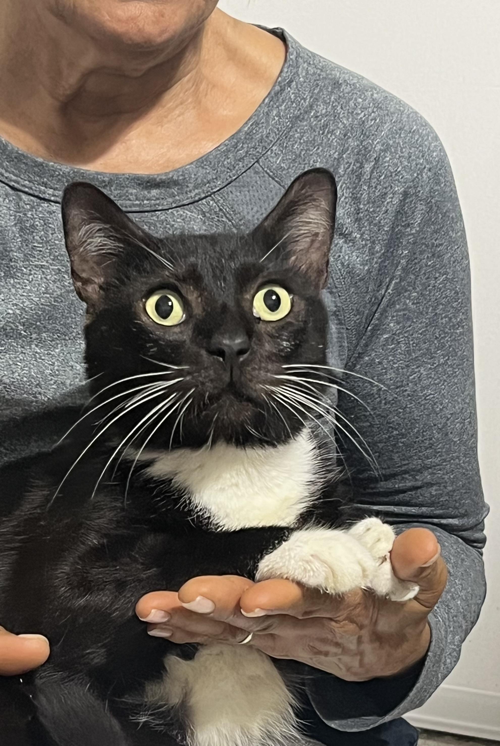 Tom, a ADOPTABLE Tuxedo in Parkland, FL image 2/4