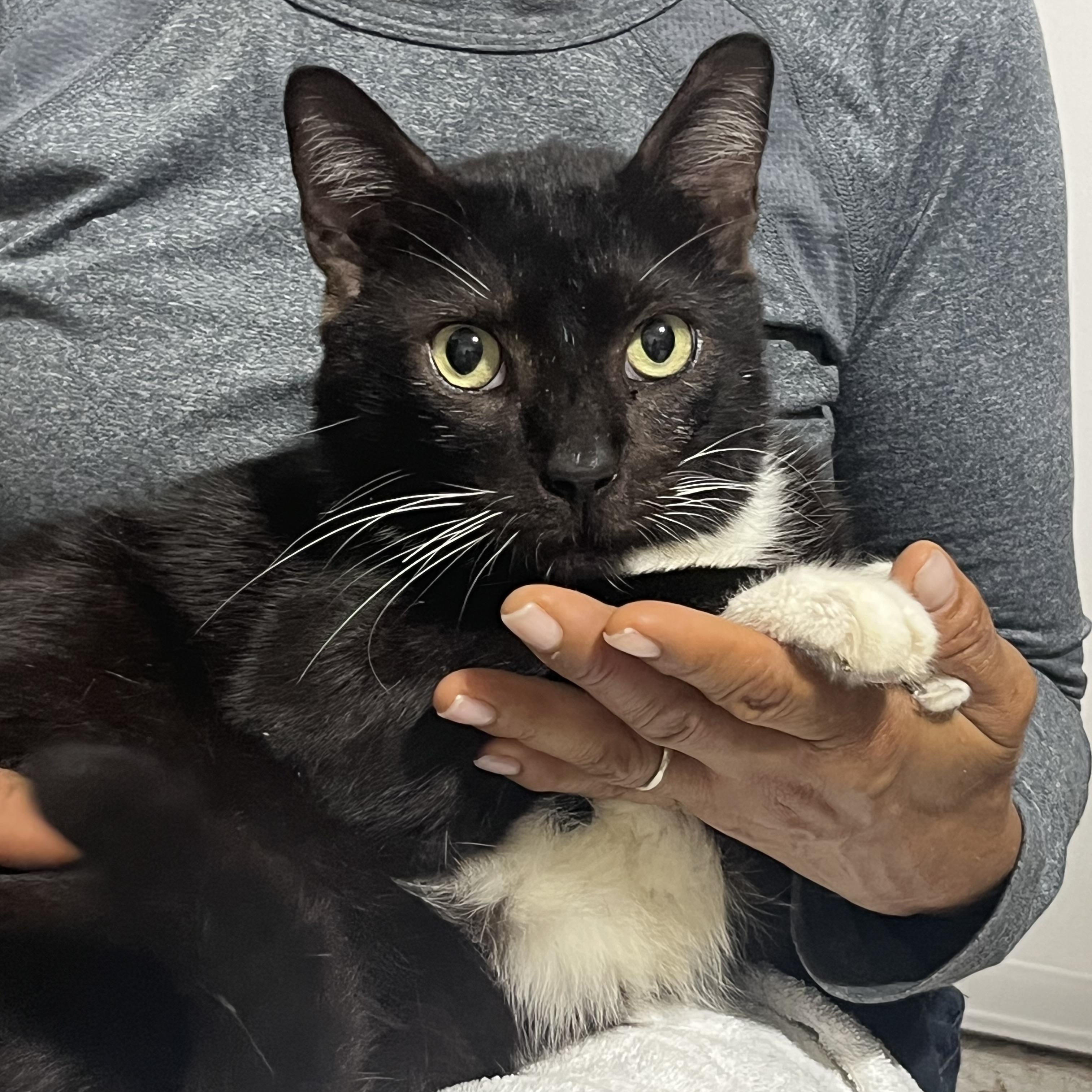Tom, ADOPTABLE, Adult Male Tuxedo.