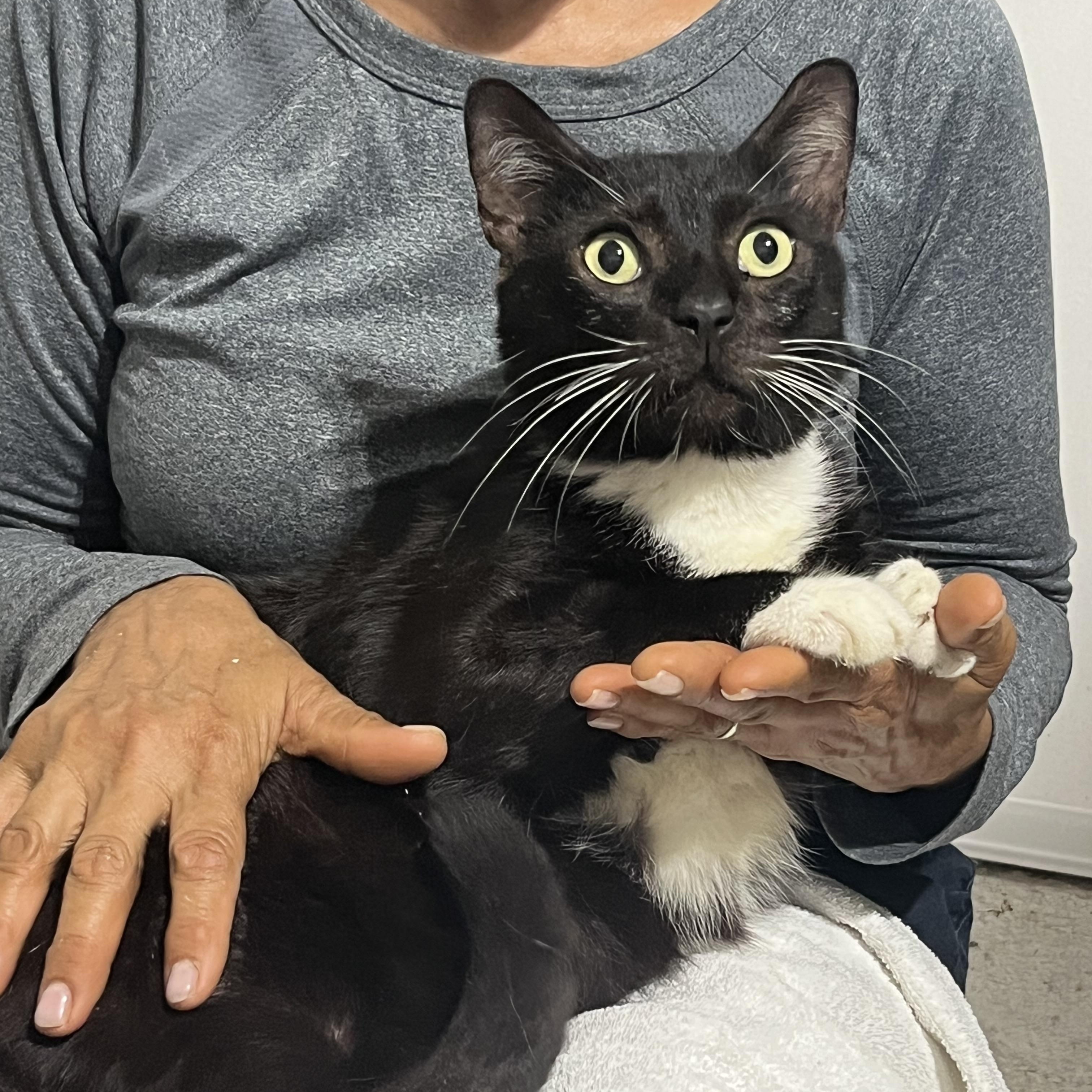 Enlarge Tom, a ADOPTABLE Tuxedo in Parkland, FL image 2/2