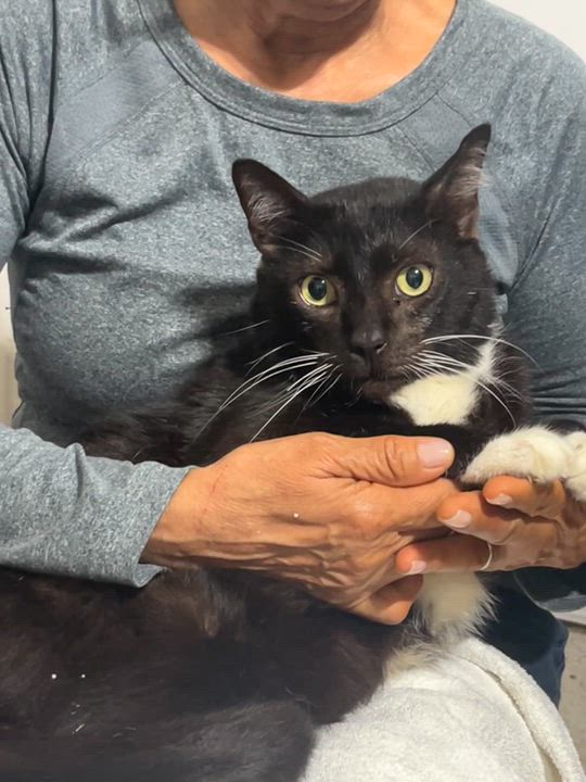 Enlarge Tom, a ADOPTABLE Tuxedo in Parkland, FL video 4/4