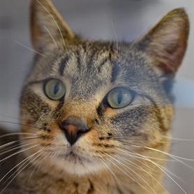 Nelson at Petsmart, Adoptable, Adult Male Domestic Short Hair.