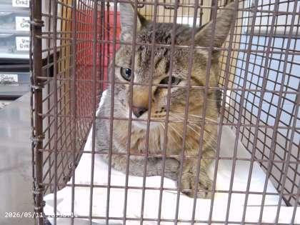 Enlarge Nelson at Petsmart, a Adoptable mixed breed in Rapid City, SD image 2/2