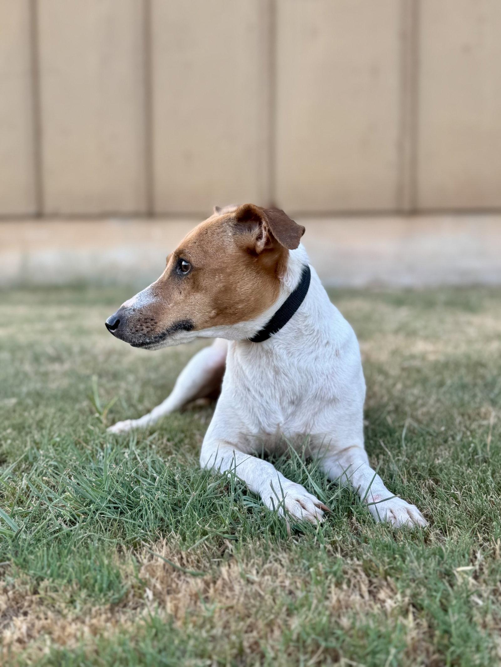 Enlarge Hannah, a Adoptable Jack Russell Terrier in Helotes, TX image 1/3