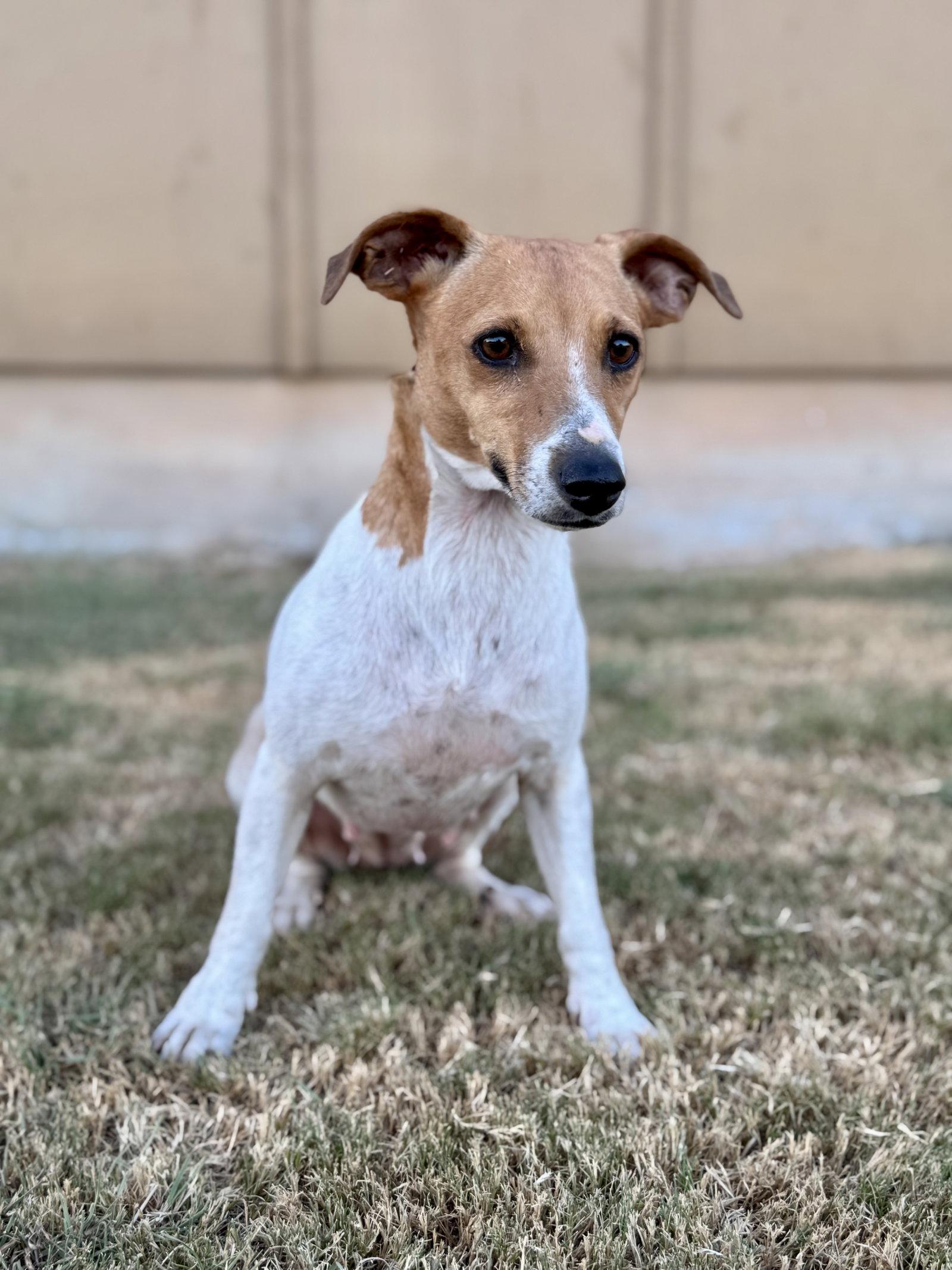 Enlarge Hannah, a Adoptable Jack Russell Terrier in Helotes, TX image 2/3