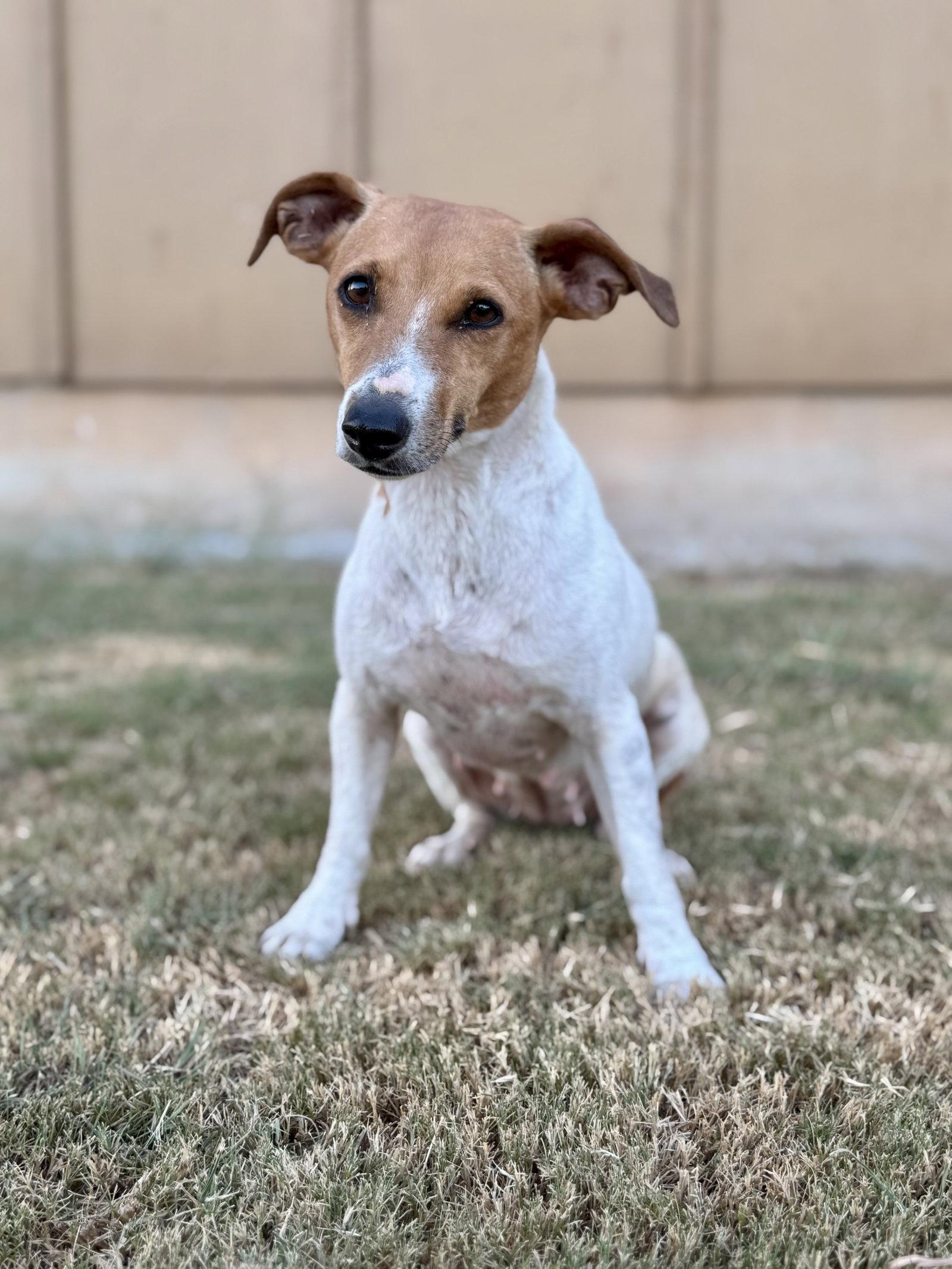 Enlarge Hannah, a Adoptable Jack Russell Terrier in Helotes, TX image 3/3