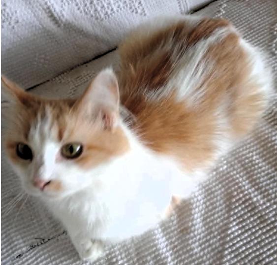 Enlarge Starla, a Adoptable mixed breed in Frederick, MD image 2/2