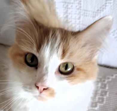 Enlarge Starla, a Adoptable mixed breed in Frederick, MD image 1/2