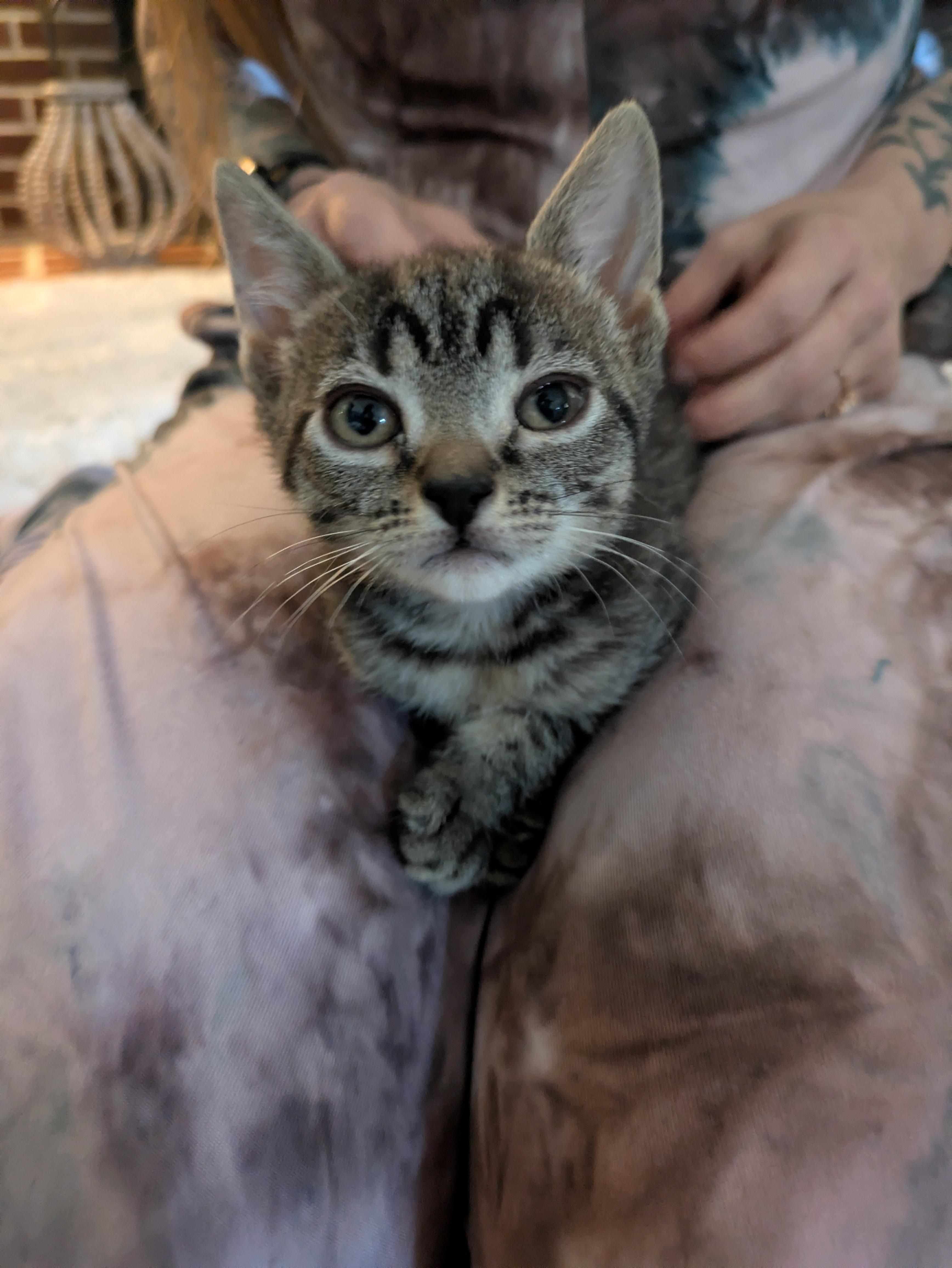 Kimchi - bonded adoption with Cabbage, ADOPTABLE, Kitten Female Domestic Short Hair.