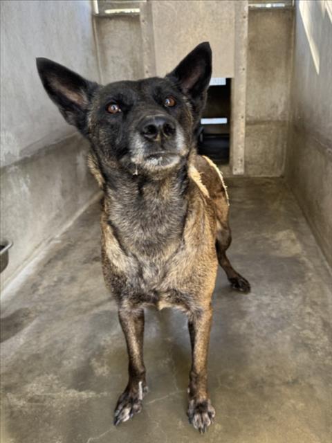 BONIBREA — thumbnail 2