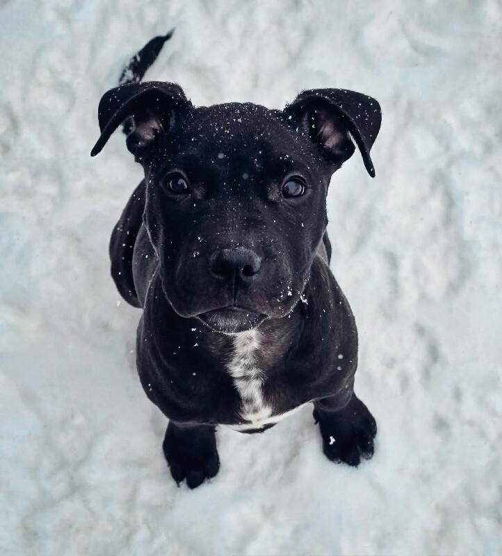 Kobe, a Adoptable mixed breed in Alma, WI image 1/6