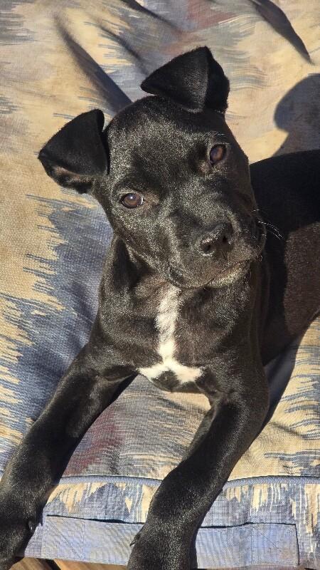 Kobe, a Adoptable mixed breed in Alma, WI image 3/6