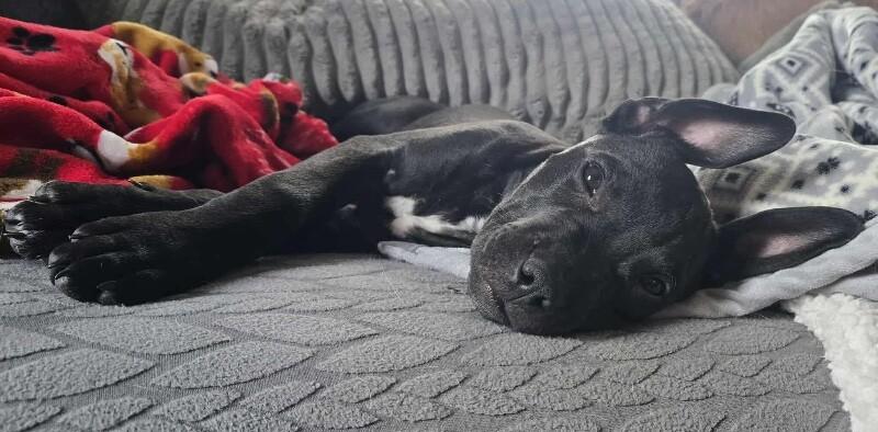 Kobe, a Adoptable mixed breed in Alma, WI image 4/6