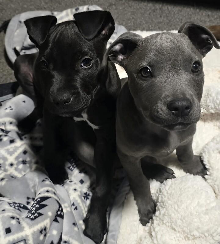 Kobe, a Adoptable mixed breed in Alma, WI image 5/6