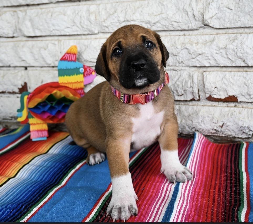 Sopapilla, Adoptable, Puppy Female Great Dane & Mixed Breed.
