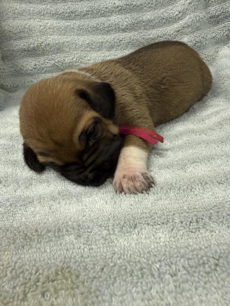 Enlarge Sopapilla, a Adoptable mixed breed in Warr Acres, OK image 2/5