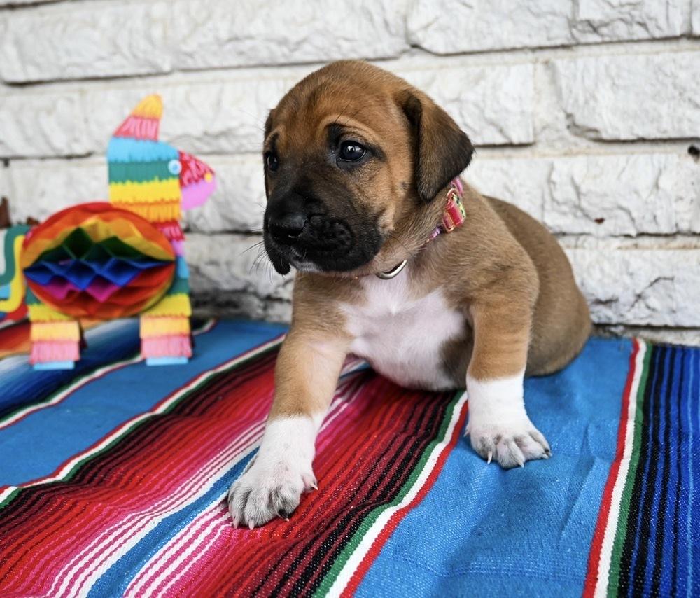 Enlarge Sopapilla, a Adoptable mixed breed in Warr Acres, OK image 3/5