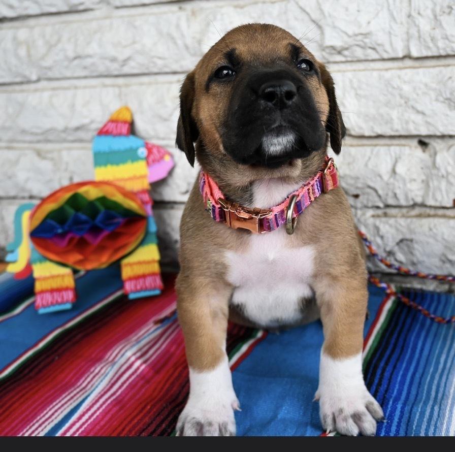 Enlarge Sopapilla, a Adoptable mixed breed in Warr Acres, OK image 4/5
