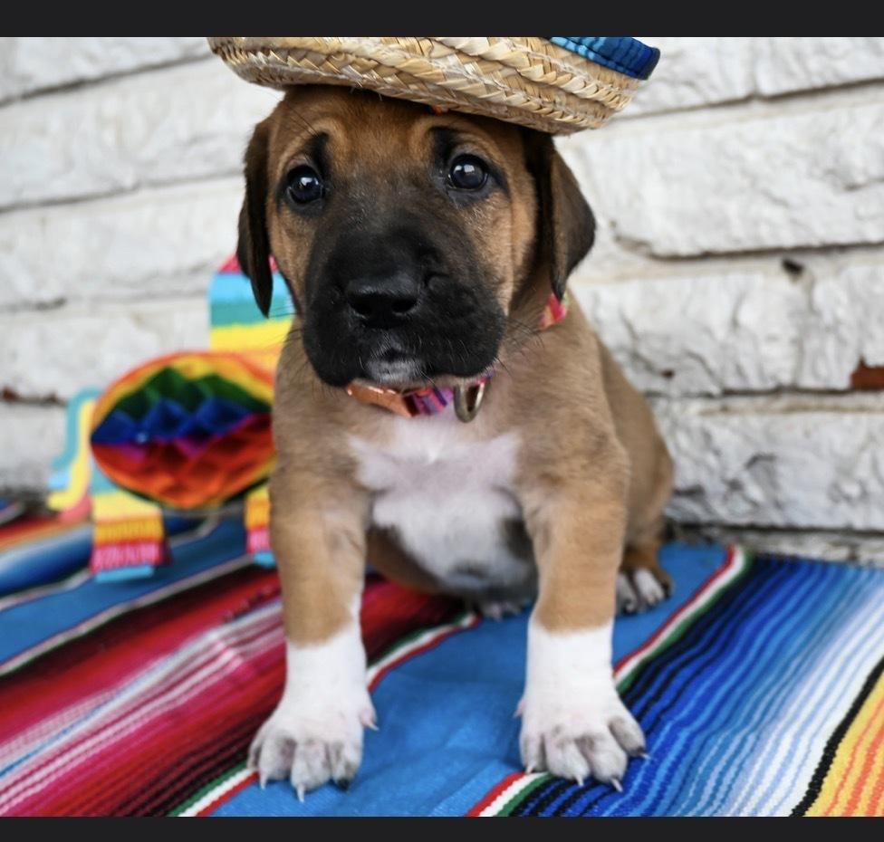 Enlarge Sopapilla, a Adoptable mixed breed in Warr Acres, OK image 5/5
