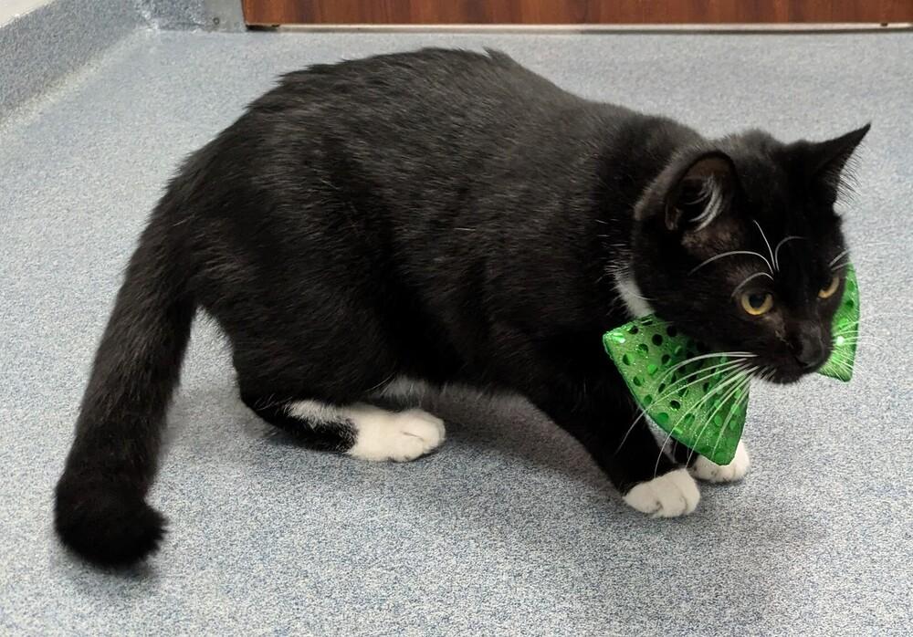 Enlarge Rocky, a Adoptable Domestic Short Hair in Raleigh, NC image 1/3