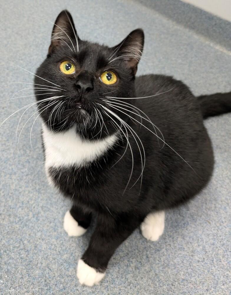 Enlarge Rocky, a Adoptable Domestic Short Hair in Raleigh, NC image 2/3