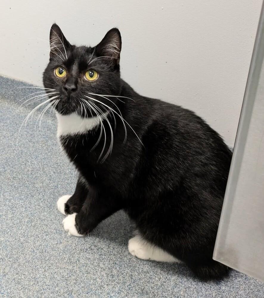 Enlarge Rocky, a Adoptable Domestic Short Hair in Raleigh, NC image 3/3