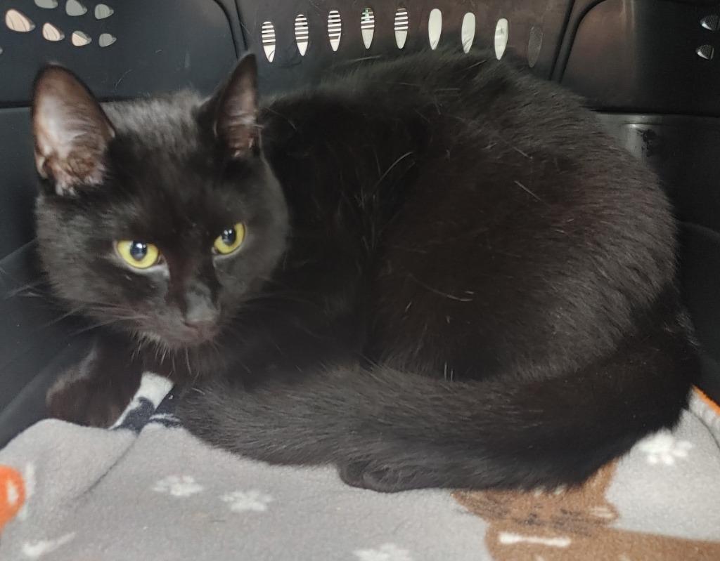 Robin, Adoptable, Young Male Domestic Short Hair.