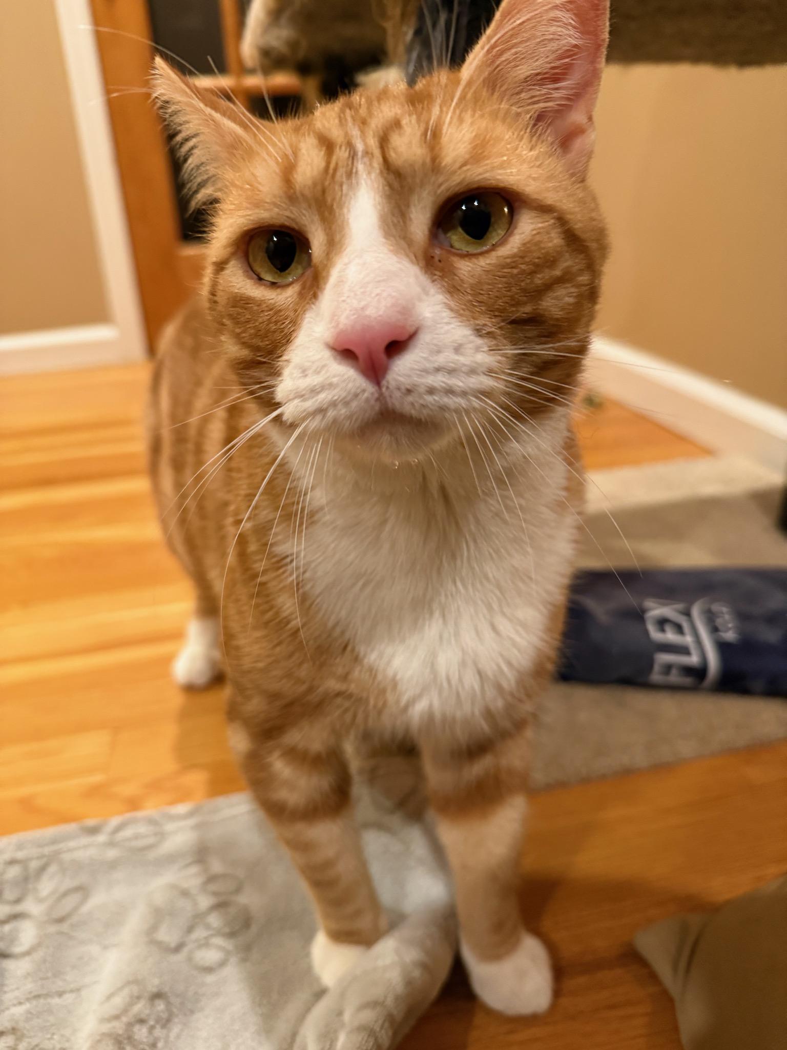 Finn, adopted, Adult Male Domestic Short Hair.