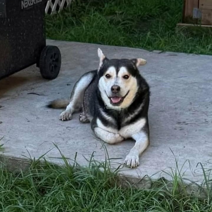 MICAH, adopted, Adult Male Siberian Husky.
