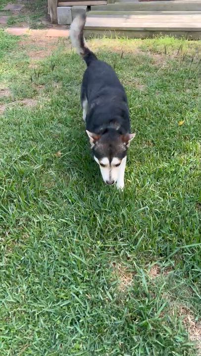 Enlarge MICAH, an adopted Siberian Husky in Spring, TX video 2/2