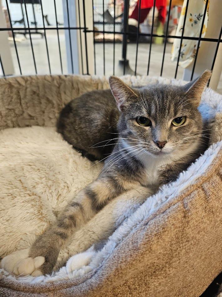 Delphina, Adoptable, Young Female Domestic Short Hair.