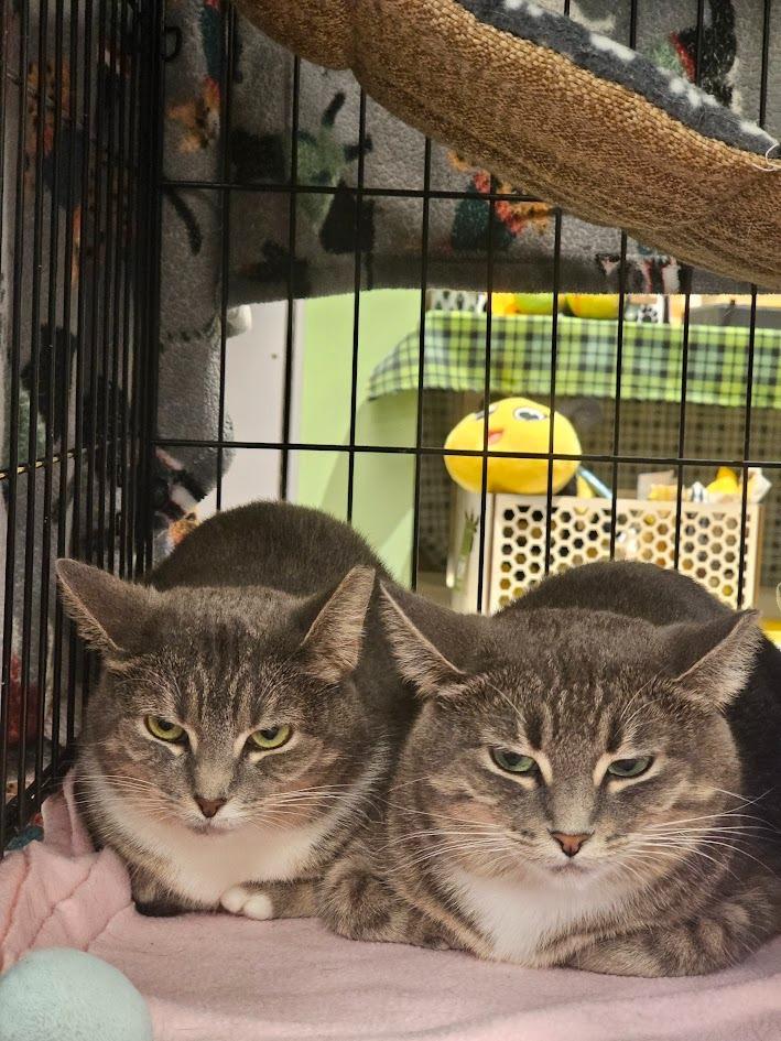 Delphina, Adoptable, Young Female Domestic Short Hair.