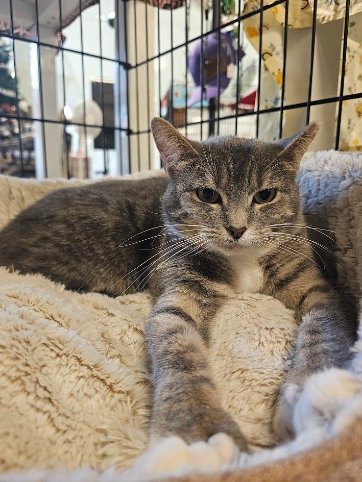 Enlarge Delphina, a Adoptable mixed breed in St. Cloud, MN image 2/4