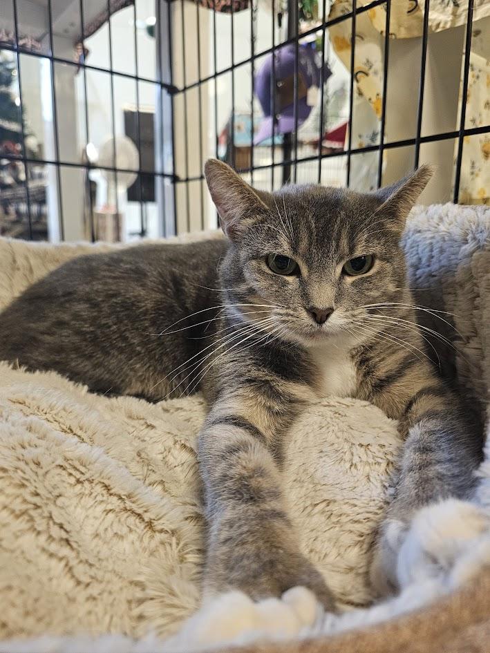 Delphina, Adoptable, Young Female Domestic Short Hair.