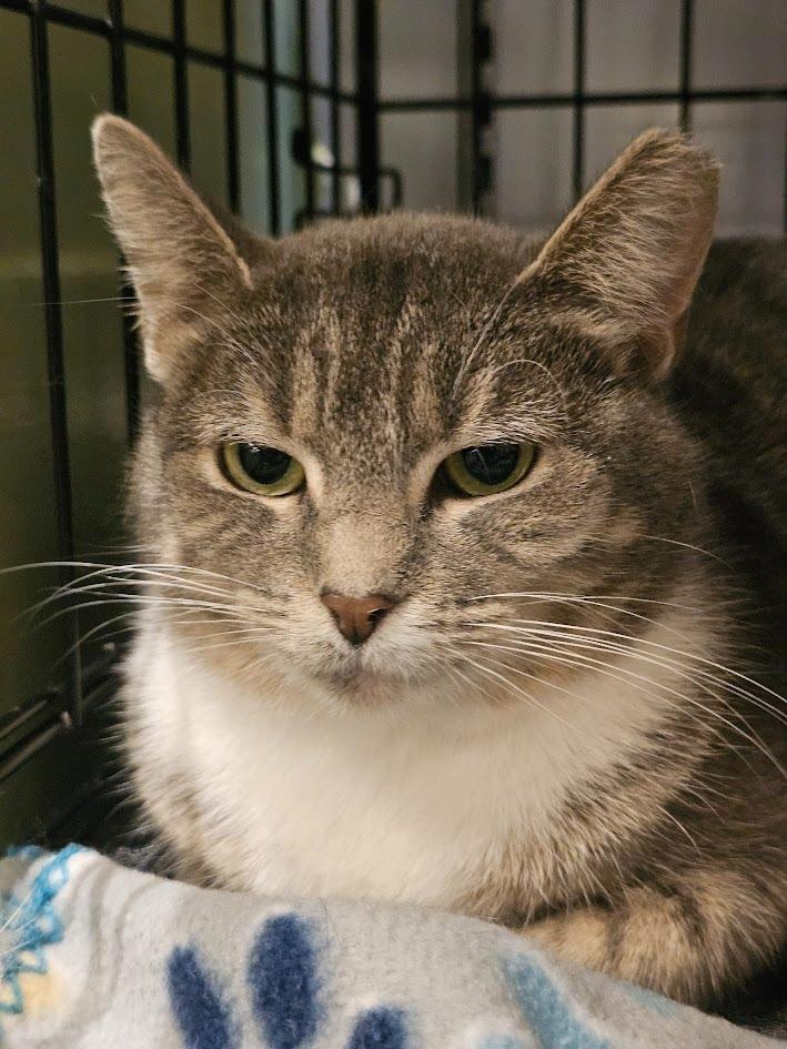 Enlarge Delphina, a Adoptable mixed breed in St. Cloud, MN image 4/4