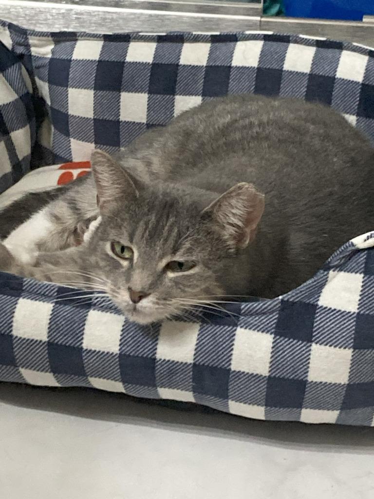 Enlarge Delphina, a Adoptable mixed breed in St. Cloud, MN image 3/3