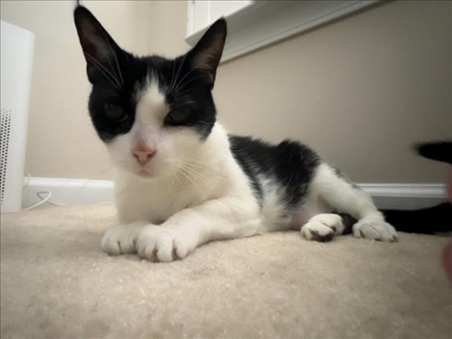 MINOR, Adoptable, Senior Male Domestic Short Hair.