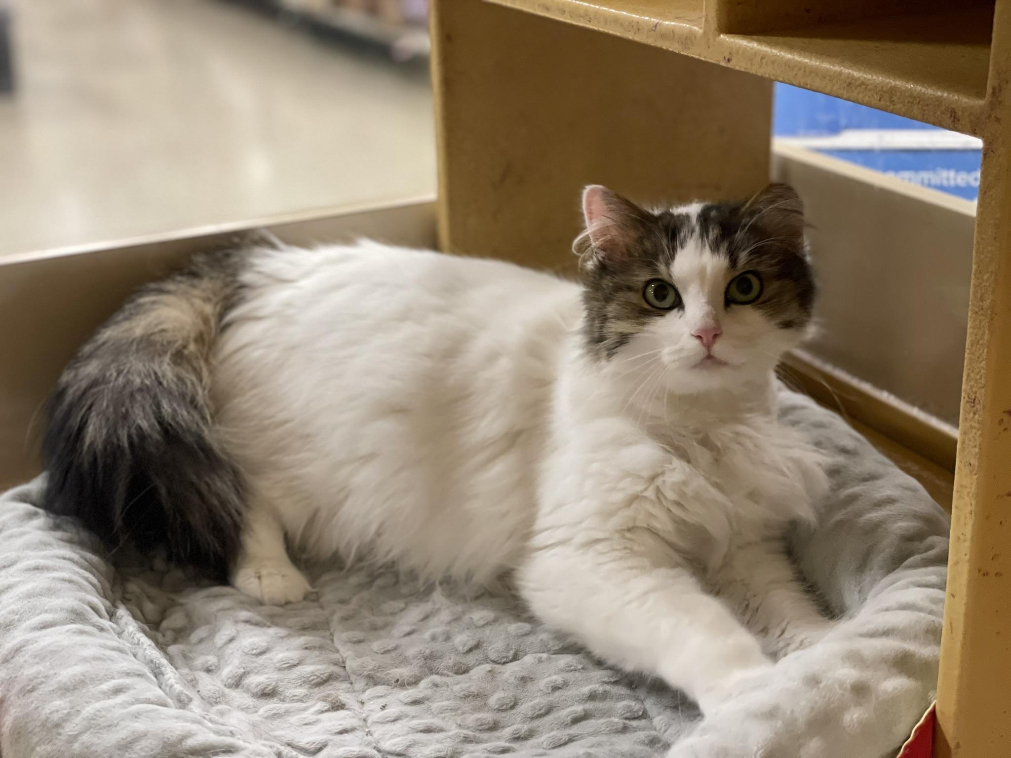 Enlarge Charlie, an adopted Domestic Long Hair in Taylor, MI image 6/6