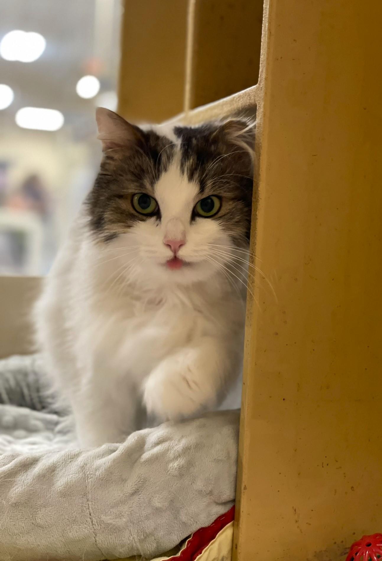 Enlarge Charlie, an adopted Domestic Long Hair in Taylor, MI image 4/6