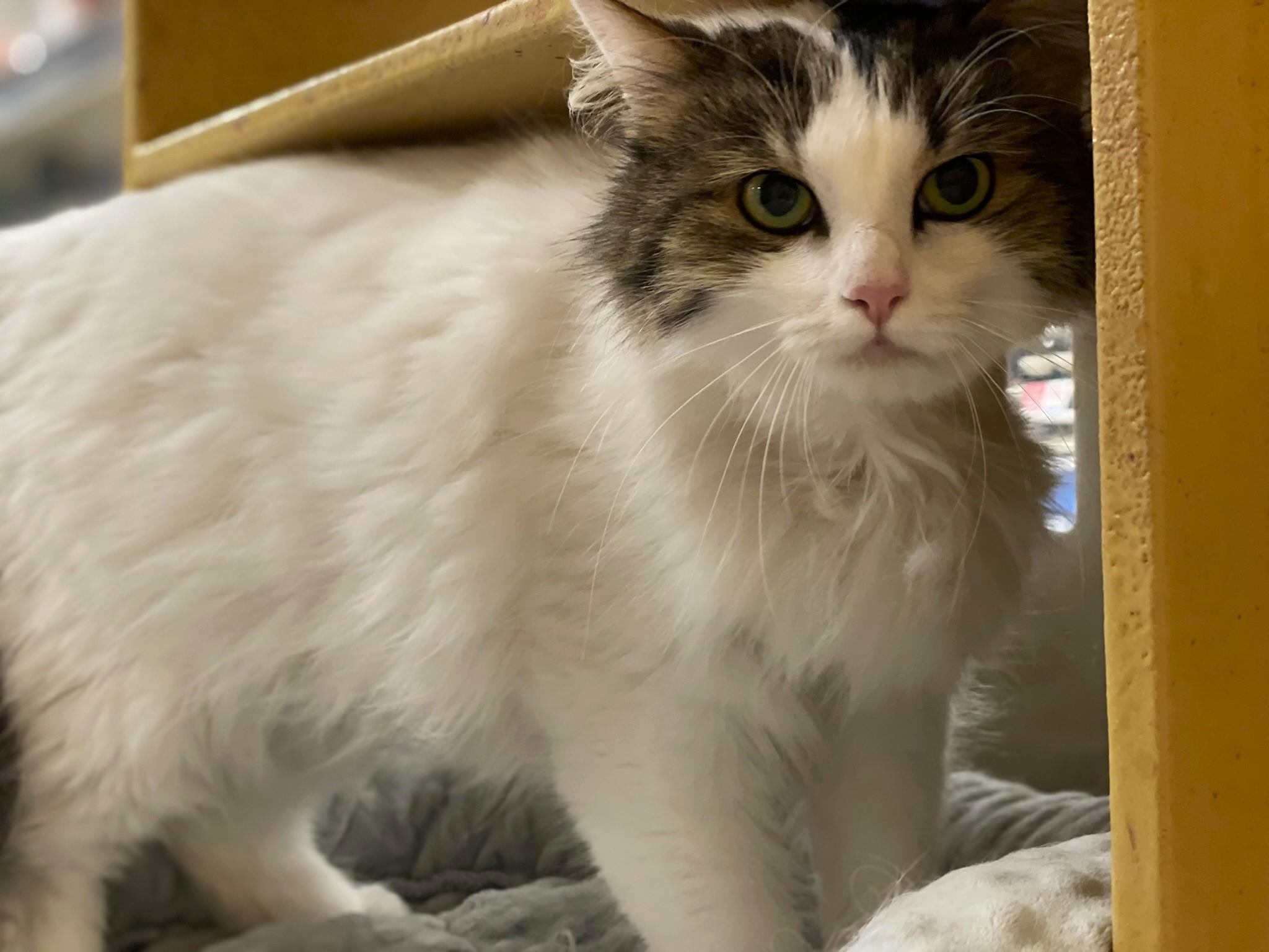 Enlarge Charlie, an adopted Domestic Long Hair in Taylor, MI image 3/6