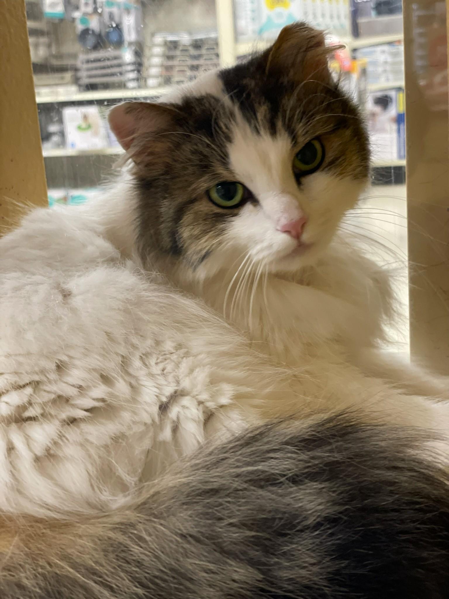Enlarge Charlie, an adopted Domestic Long Hair in Taylor, MI image 2/6