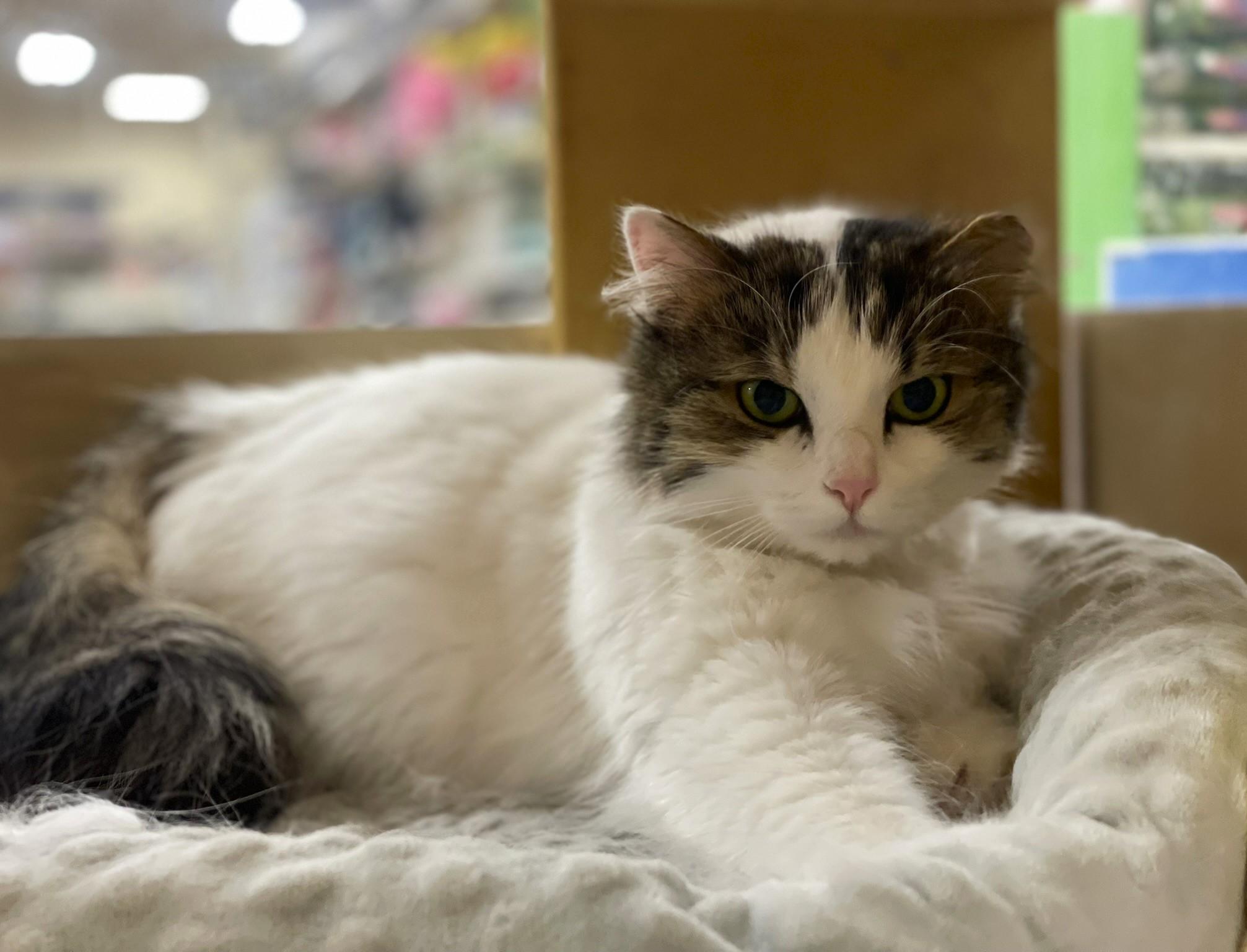 Enlarge Charlie, an adopted Domestic Long Hair in Taylor, MI image 1/6
