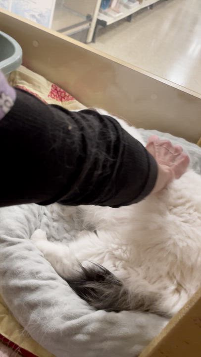 Enlarge Charlie, an adopted Domestic Long Hair in Taylor, MI video 5/6