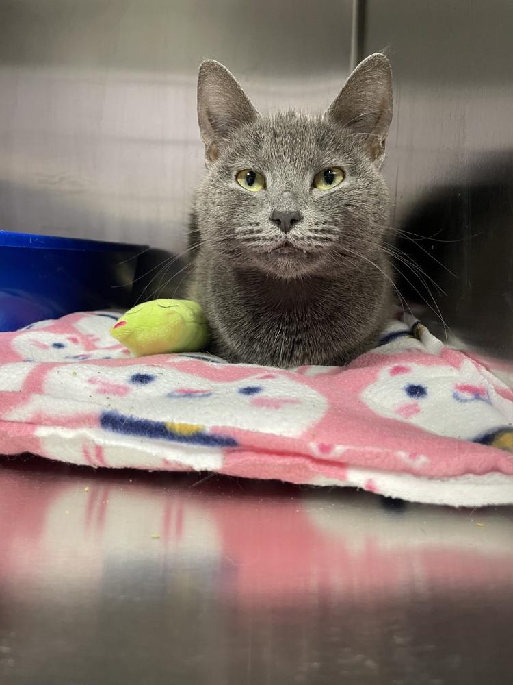 Enlarge Beluga, a Adoptable Domestic Short Hair in Ferndale, MI image 1/2