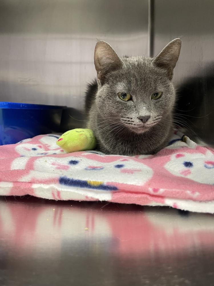 Enlarge Beluga, a Adoptable Domestic Short Hair in Ferndale, MI image 2/2