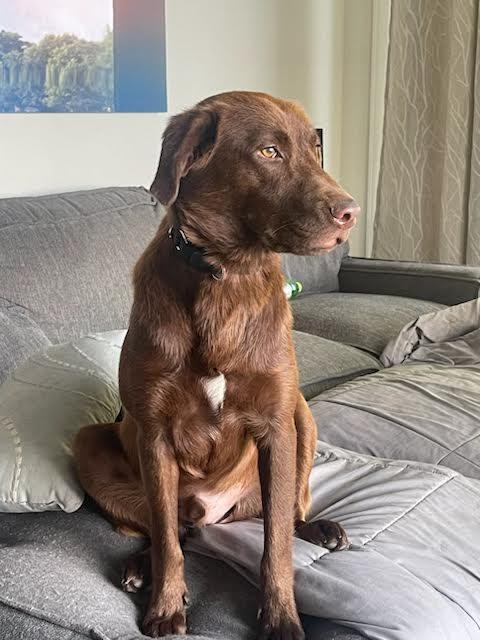 Jasper (fka Hershey) photo 2