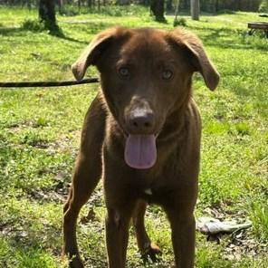 Jasper (fka Hershey) photo 3