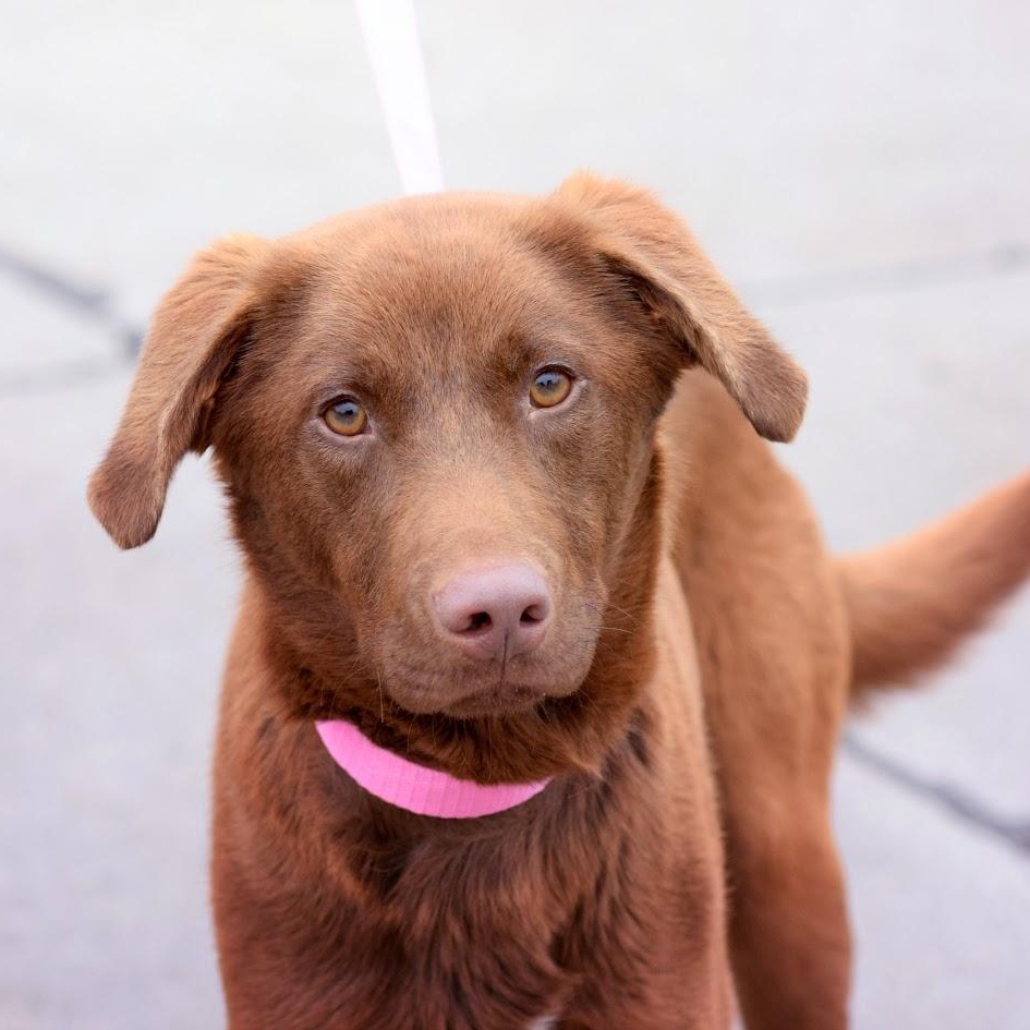 Jasper (fka Hershey)