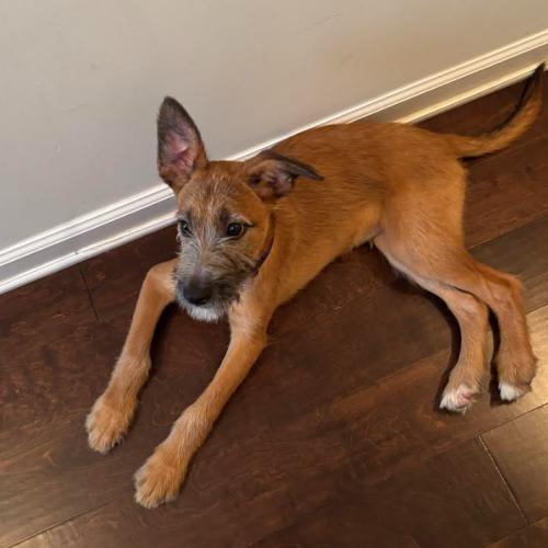Enlarge Heath, a Adoptable mixed breed in Washington DC, DC image 1/6